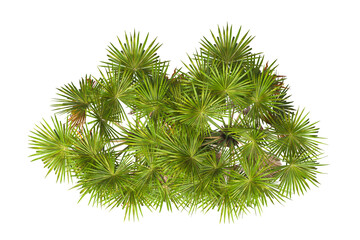 top view palm Tree isolated on transparent background. Isolated palm tree on white background. palm tree PNG. big old palm tree with green leaves on white background. palm tree leaves PNG transparent.