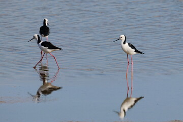 pied stilt
