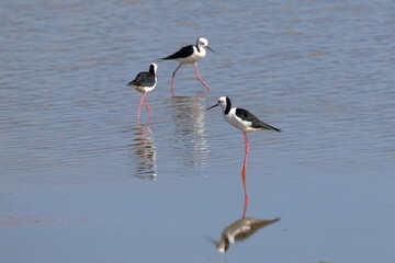pied stilt