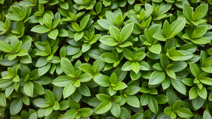 Lush leaves of boxwood background pattern