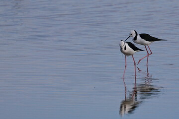 Fototapeta premium pied stilt