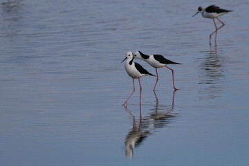 pied stilt
