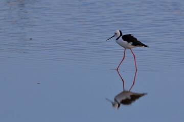 pied stilt