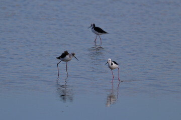 pied stilt