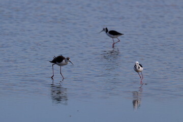 pied stilt
