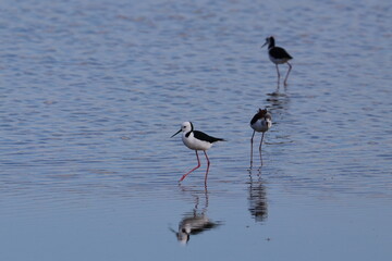 pied stilt