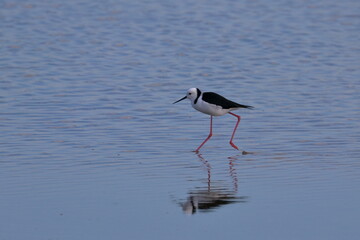 Obraz premium pied stilt
