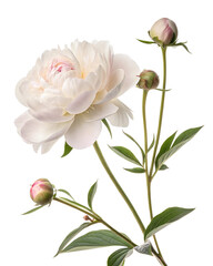 Obraz premium A close-up of delicate white peony with soft petals, isolated on a white background. perfect for floral designs, spring, and Mother's Day celebrations. Bright, fresh, and elegant.