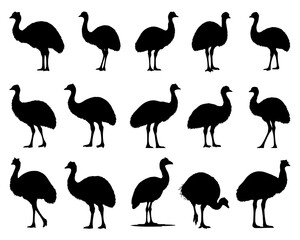 Obraz premium EMU SILHOUETTE ON WHITE BACKGROUND