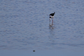 pied stilt