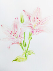 Colored pencil drawing of lilies in June.