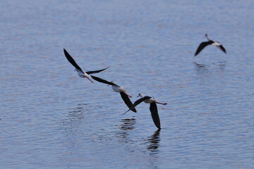 pied stilt