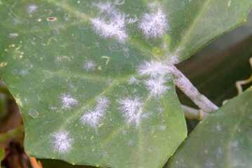 Powdery mildew. Powdery mildew that appears as white, powdery mildew on leaves in cool, moist conditions. Powdery mildew on scarlet gourd leaves.