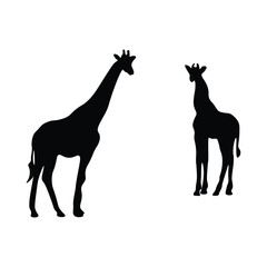 Giraffe silhouette