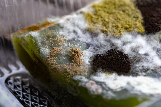 Mold grow on food after long time storage.