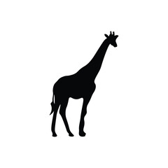 Fototapeta premium Giraffe silhouette