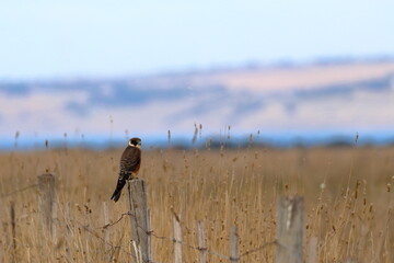 australian hobby © Thomas