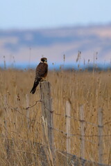 australian hobby