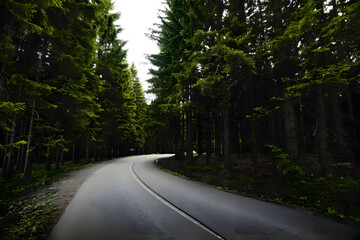 Fototapeta premium Winding road through a dense forest surrounded by tall evergreen trees during a cloudy daytime. Generative AI