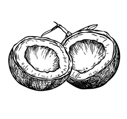A cross-sectional view of an open coconut, vector illustration, hand-drawn black and white line art, simple drawing style, vintage, isolated on a pure white background. 