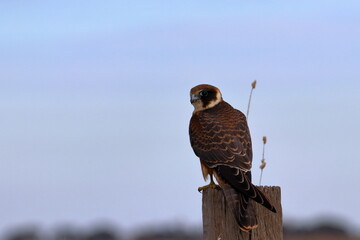 australian hobby