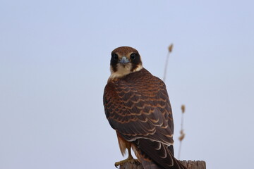australian hobby