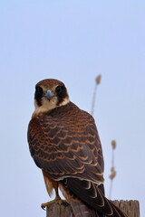 australian hobby