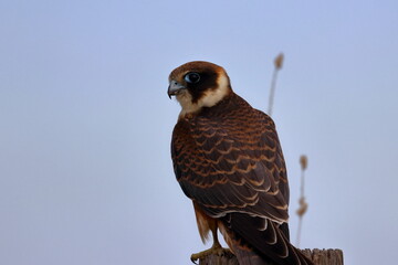 australian hobby