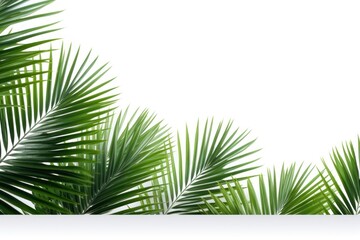 Fototapeta premium Palm leaves tree outdoors.