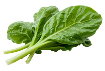 healthy spinach bunch isolated on white
