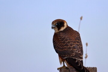 australian hobby