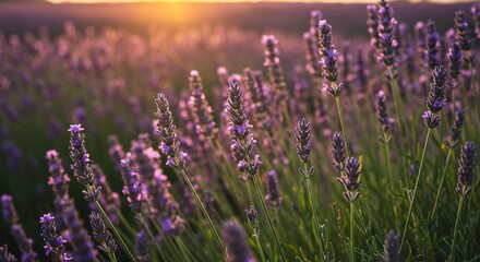 Naklejka premium A breathtaking lavender field bathed in golden sunset light, with delicate purple flowers swaying gently, creating a peaceful and aromatic atmosphere.