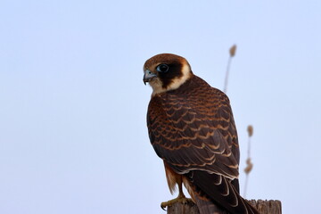australian hobby