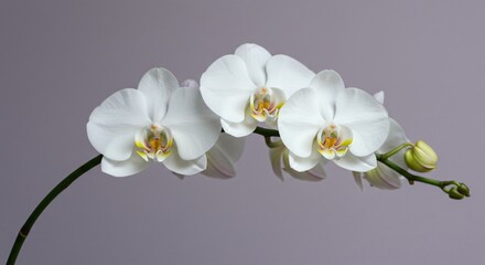 A graceful white orchid with delicate petals and a vibrant yellow and red center, blooming elegantly on a curved green stem against a soft, neutral background.