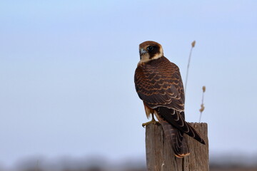 australian hobby