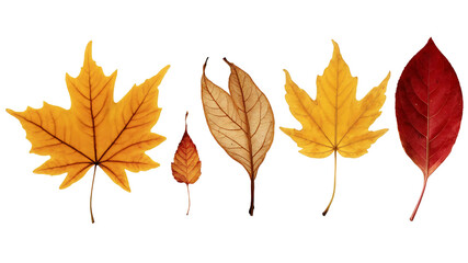 Fototapeta premium Colorful autumn leaves in various shapes and sizes isolated on a clean PNG background, highlighting the rich textures and warm tones of fall, ideal for holiday decorations, nature-focused artwork, and
