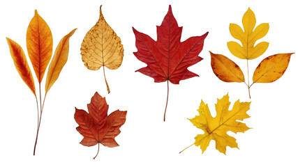 Fototapeta premium Fallen autumn leaves in shades of red, orange, and yellow isolated on a clean PNG background, capturing the beauty of fall foliage, ideal for seasonal promotions, harvest-themed visuals, and environme