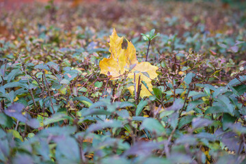 
one yellow maple leaf fallen on the bushes. The page is well lit and looks contrasting against the dark background.