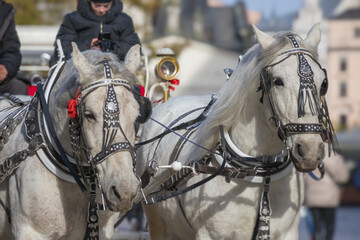 Obraz premium two horses harnessed to a chariot. The horses are white in color and have beautiful decorations. 