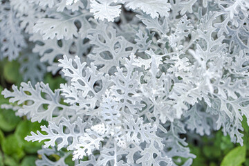 Dusty Miller tree beautiful leaf in garden. selective focus. soft picture