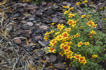 
Colorful flowers that grow on tree bark mulch in yellow and red and have many petals.
