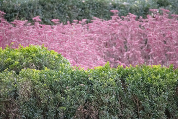 
a shrub with bright pink flowers growing on bark mulch.