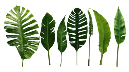 Exposed tree with intricate branches and gnarled roots isolated on a clean PNG background, capturing the raw beauty of nature, ideal for nature conservation designs, artistic tree illustrations, and e