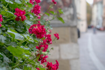 a bouquet of pink flowers full of flowers and leaves.
