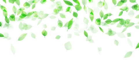 新緑　葉　風景　背景