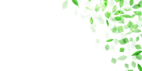 新緑　葉　風景　背景