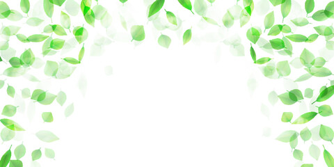 新緑　葉　風景　背景