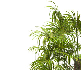 palm tree leaves isolated on transparent background. PNG palm tree branch isolated on transparent background. side of palm tree. big palm tree with green leaves PNG. Isolated palm tree corner frame.