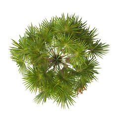 top view palm Tree isolated on transparent background. Isolated palm tree on white background. palm tree PNG. big old palm tree with green leaves on white background. palm tree leaves PNG transparent.
