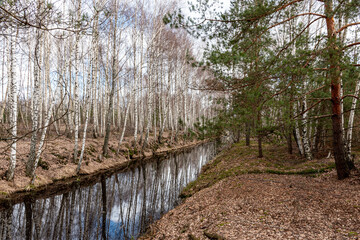 swamp ditch in spring, beautiful reflections of trees on the surface of the water, leafless trees...